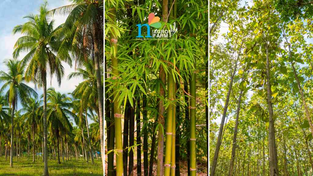 5 Most Profitable Trees To Grow In India